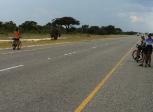 Elephant Highway