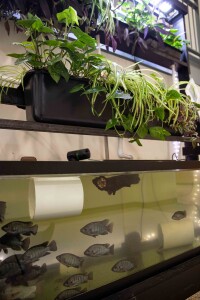 plants and fish tanks in Michael Bechtel's ioponics system