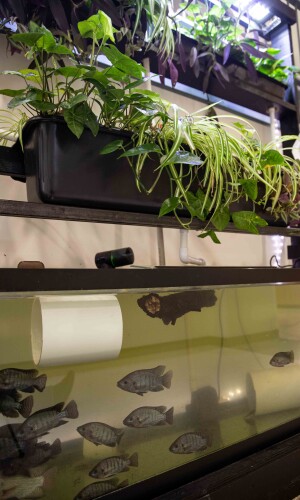 plants and fish tanks in Michael Bechtel's ioponics system