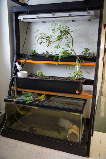 Aquaponics system featuring plants that don't require soil and fish that live on the nutrients they provide.