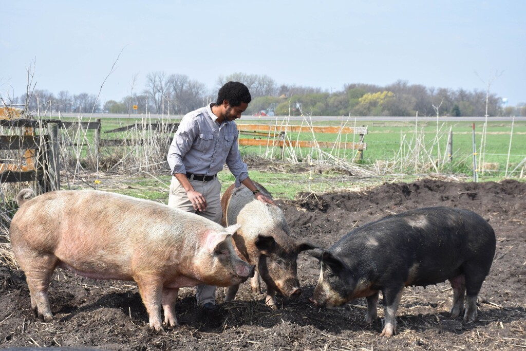 Joel Gindo takes care of the pigs on his farm.